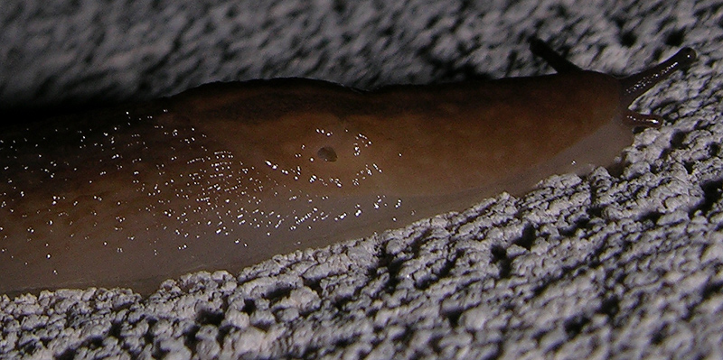 Ambigolimax valentianus (Lehmannia valentiana)